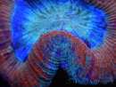 WYSIWYG Trachyphyllia geoffreyi 21 (Skeleton 3.5 cm/ Open 5.5 cm)