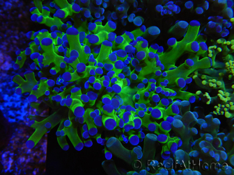 WYSIWYG Euphyllia paradivisa Green/Blue Tips (Elevage Recifathome) 23A2