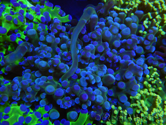 WYSIWYG Euphyllia paradivisa (Cría Recifathome) 10A5