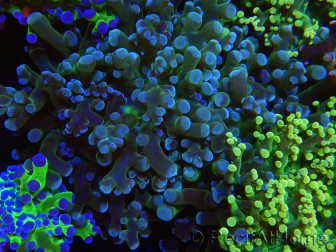 WYSIWYG Euphyllia paradivisa (Elevage Recifathome) 23A5