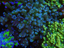 WYSIWYG Euphyllia paradivisa (Elevage Recifathome) 10A5