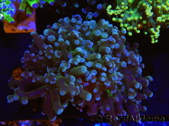 WYSIWYG Euphyllia paradivisa (Cría Recifathome) 10A5