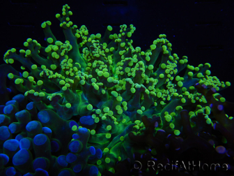 WYSIWYG Euphyllia paradivisa (Cría Recifathome) 10A5