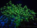 WYSIWYG Euphyllia paradivisa (Zucht Recifathome) 10A5
