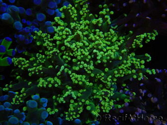 WYSIWYG Euphyllia paradivisa (Elevage Recifathome) 23B2