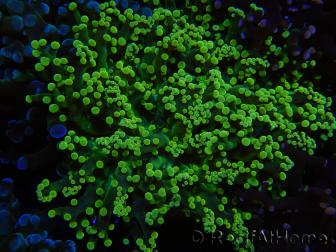 WYSIWYG Euphyllia paradivisa (Elevage Recifathome) 10A5