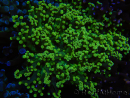 WYSIWYG Euphyllia paradivisa (Elevage Recifathome) 10A5