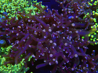 WYSIWYG Euphyllia paradivisa (Elevage Recifathome) 10A5