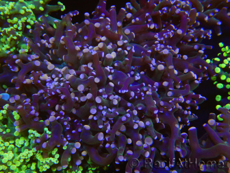 WYSIWYG Euphyllia paradivisa (Cría Recifathome) 10A5