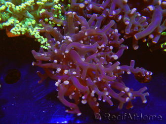 WYSIWYG Euphyllia paradivisa (Elevage Recifathome) 10A5