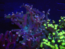WYSIWYG Euphyllia paradivisa (Cría Recifathome) 10A5