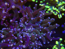WYSIWYG Euphyllia paradivisa (Zucht Recifathome) 10A5