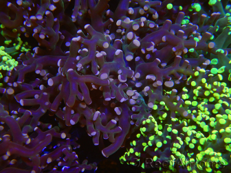 WYSIWYG Euphyllia paradivisa (Cría Recifathome) 10A5