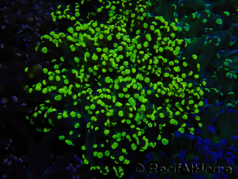WYSIWYG Euphyllia paradivisa (Recifathome Breeding) 10A5