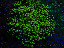 WYSIWYG Euphyllia paradivisa (Recifathome Breeding) 10A5