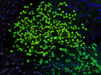 WYSIWYG Euphyllia paradivisa (Recifathome Breeding) 10A5