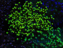 WYSIWYG Euphyllia paradivisa (Allevamento Recifathome) 10A5