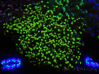 WYSIWYG Euphyllia paradivisa (Cría Recifathome) 10A5