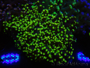 WYSIWYG Euphyllia paradivisa (Allevamento Recifathome) 10A5