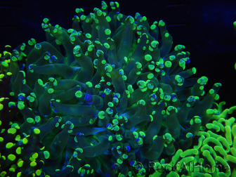 WYSIWYG Euphyllia paradivisa (Cría Recifathome) 10A5