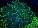 WYSIWYG Euphyllia paradivisa (Allevamento Recifathome) 10A5