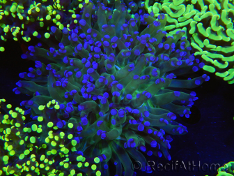 WYSIWYG Euphyllia paradivisa (Allevamento Recifathome) 10A5