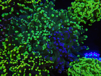 WYSIWYG Euphyllia paradivisa (Allevamento Recifathome) 10A5
