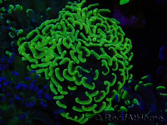 WYSIWYG Euphyllia paraancora (Elevage Recifathome) 23D4