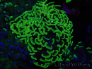 WYSIWYG Euphyllia paraancora (Recifathome Breeding) 10A5