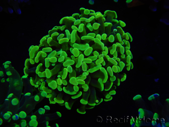 WYSIWYG Euphyllia paraancora (Elevage Recifathome) 10A5