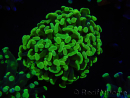 WYSIWYG Euphyllia paraancora (Cría Recifathome) 10A5