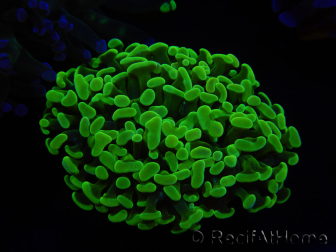 WYSIWYG Euphyllia paraancora (Elevage Recifathome) 10A5