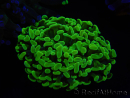 WYSIWYG Euphyllia paraancora (Elevage Recifathome) 10A5