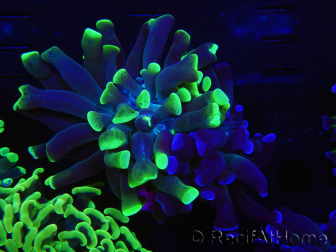 WYSIWYG Euphyllia paraancora (Allevamento Recifathome) 10A5
