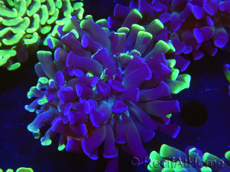 WYSIWYG Euphyllia paraancora (Cría Recifathome) 10A5