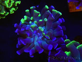 WYSIWYG Euphyllia paraancora (Elevage Recifathome) 10A5