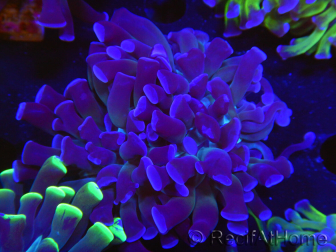WYSIWYG Euphyllia paraancora (Elevage Recifathome) 23E4