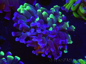 WYSIWYG Euphyllia paraancora (Zucht Recifathome) 10A5