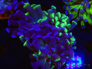 WYSIWYG Euphyllia paraancora (Recifathome Breeding) 10A5