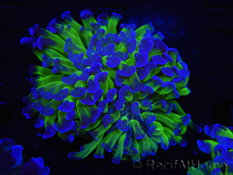 WYSIWYG Euphyllia paraancora (Elevage Recifathome) 10A5