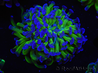 WYSIWYG Euphyllia paraancora (Elevage Recifathome) 23F2
