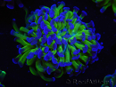 WYSIWYG Euphyllia paraancora (Zucht Recifathome) 10A5