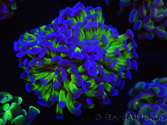 WYSIWYG Euphyllia paraancora (Elevage Recifathome) 23F3