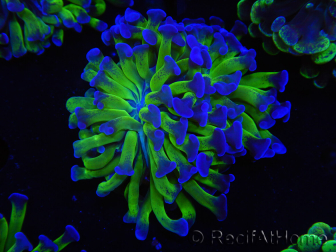 WYSIWYG Euphyllia paraancora (Elevage Recifathome) 23F4