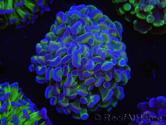WYSIWYG Euphyllia paraancora (Elevage Recifathome) 23F5