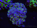 WYSIWYG Euphyllia paraancora (Zucht Recifathome) 10A5
