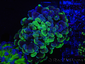 WYSIWYG Euphyllia paraancora (Zucht Recifathome) 10A5
