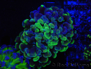 WYSIWYG Euphyllia paraancora (Cría Recifathome) 10A5