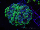 WYSIWYG Euphyllia paraancora (Cría Recifathome) 10A5