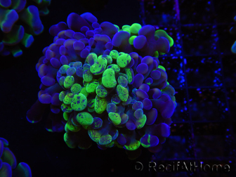WYSIWYG Euphyllia paraancora (Allevamento Recifathome) 10A5